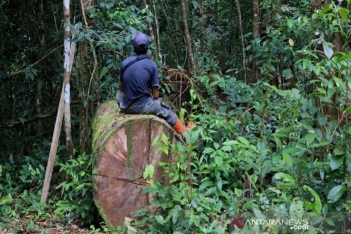 Penebangan ilegal di kawasan hutan lindung Desa Datar Ajab, Kecamatan Hantakan, HST. (antara)