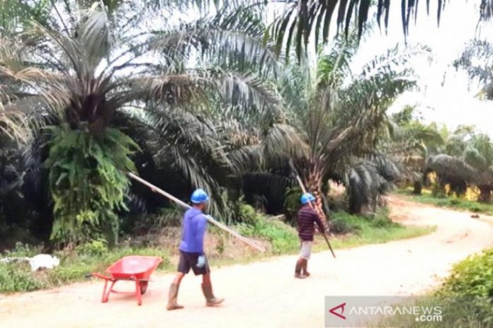 Petani sawit di Kutai Timur terdampak aksi unjuk rasa masyarakat adat Dayak yang menuntut ganti rugi lahan sawit. (antara)