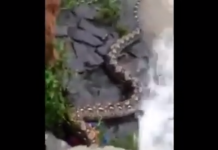 Hiii Mirip Film Anaconda, Ular Besar Menampakan Diri di Pintu Air Petamburan