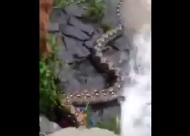 Penampakan ular besar di pintu air Petamburan. (YouTube)
