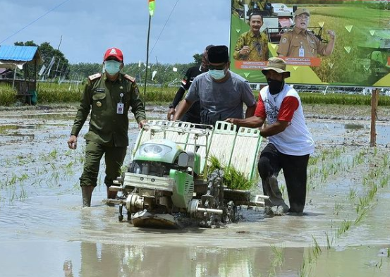 Gubernur Sahbirin Noor melakukan kegiatan pertanian di Kabupaten Tapin. @pamanbirin.bergerak)