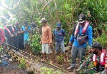Perut Buaya Diduga Pemangsa Nayan di Sebangau Kuala Dibelah, Ditemukan Kepala Ini