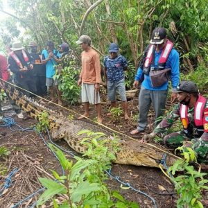 Buaya yang berhasil ditangkap dengan perangkap yang dipasang BKSDA Pulang Pisau. (Humas Polda Kalteng)