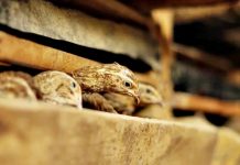 Cegah Flu Burung, Peternak Unggas di Tabalong Diminta Jaga Kebersihan Kandang dan Kualitas Pakan
