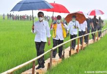 Jokowi Disambut Hujan Deras Saat Kunjungi Lumbung Pangan Baru di Sumba NTT