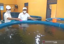 Permintaan Benih Ikan Air Tawar Meningkat Tajam, Balai Pembenihan Ikan Banjarmasin Ajak Warga Budidaya Ikan Secara Mandiri