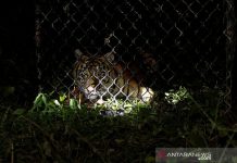 Dua Harimau Sinka Zoo Singkawang Lepas dan Berkeliaran, 1 Pawang Tewas