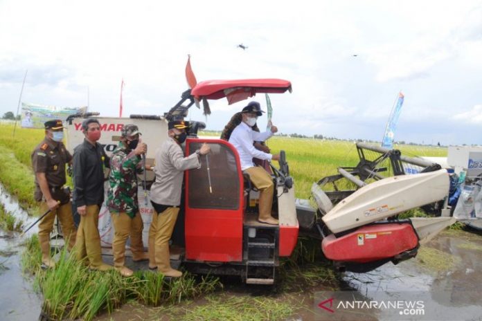 Wakil Bupati Batola bersama warga Desa Beringin Jaya, Kecamatan Anjir Muara, melakukan panen padi unggul, beberapa waktu yang lalu. (antara)