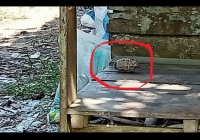 Beredar Penemuan Granat Nenas di Haruyan HST, Diletakkan di Pelataran Rumah Warga