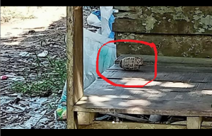 Foto granat nenas yang ditemukan warga diletakkan di pelataran rumah. beredar di media sosial. (istimewa)