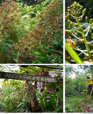 Pegiat Konservasi Keanekaragaman Hayati Berjuang Keras Lestarikan Anggrek Meratus