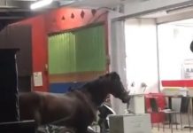 Viral Video Kuda Lepas Berkeliaran di Depan Minimarket Gambut Jadi Tontonan Warga