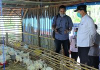 Program Pembagian Bibit Ayam di Tapin Berlanjut di 2021, Bupati Tapin HM Arifin Minta Penerima Dapat Tingkatkan Kesejahteraan