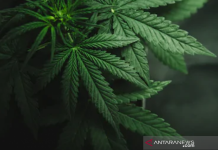 Singapura Lakukan Penyitaan Terbesar Ganja Dalam Kurun 14 Tahun ini