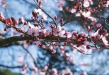Nikmati Keindahan Bunga Sakura, Ada di Jawa Barat dan  di Sumba Timur NTT