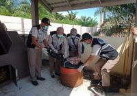 Dinas Pertanian Tanah Bumbu Musnahkan 20 Kg Daging Kuda Asal Sulawesi Selatan