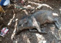 Heboh Babi Ngepet di Depok, ini Ciri-ciri Babi Ngepet Asli Menurut Mbah Mijan