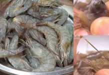 Begini Cara Mudah Membuang Kotoran Udang Tanpa Harus Membelah Punggungnya