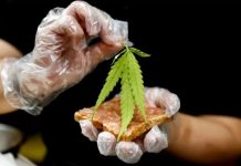DPR RI Tindak Lanjuti Usulan Legalisasi Ganja untuk Medis