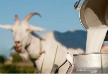 Susu Kambing Ternyata Banyak Manfaatnya untuk Kesehatan Tubuh, Salah Satunya Mengobati Anemia