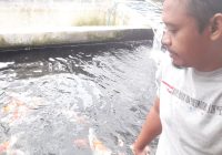 Tips Memilih Ikan Koi, BAKC Gelar Festival dan Lelang di Amanah Borneo Park Banjarbaru