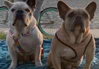 Gerombolan Penculik Anjing Lady Gaga Ditangkap Polisi