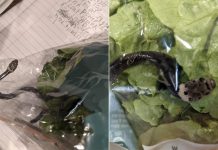 Pria ini Temukan Ular 20 Sentimeter Dalam Bungkus Sayuran yang Dibelinya di Supermarket