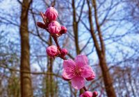 Wow, Cantiknya! Bunga Sakura 2021 ini Mekar Paling Dini di Kyoto Dalam Kurun 1.200 Tahun