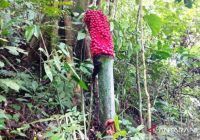 Warga Temukan Bunga Bangkai Unik dan Langka di Kabupaten Agam, Sumatera Barat