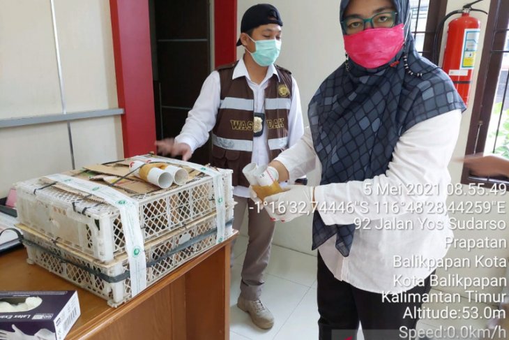 Petugas memperlihatkan keranjang berisi burung cucak ijo tidak berdokumen. (via antara)