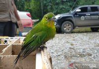Penyelundupkan 16 Burung Cucak Ijo dari Balikpapan ke Surabaya Digagalkan, Per Ekor Capai Rp1,5 Juta
