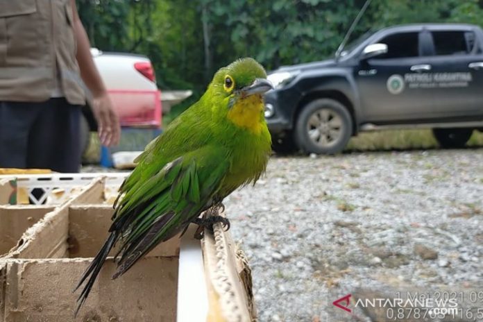 Burung cucak ijo. (antara)