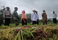 Duh, Bibit Bawang Merah Petani Tapin Sering Gembos dan Busuk