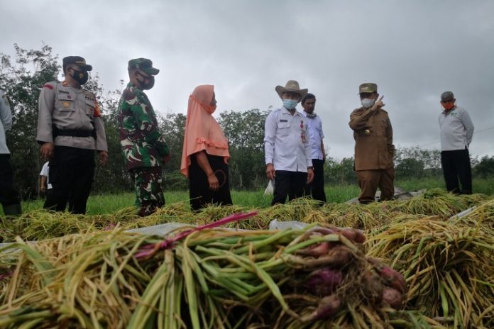 Bupati Tapin, Arifin Arpan, saat panen bawang merah di Desa Shabah, Kecamatan Bungur. (antara)