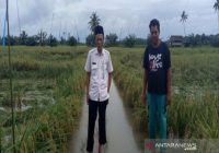 Camat Pulau Laut Timur Akui Areal Persawahan di Wilayahnya Minim Irigasi