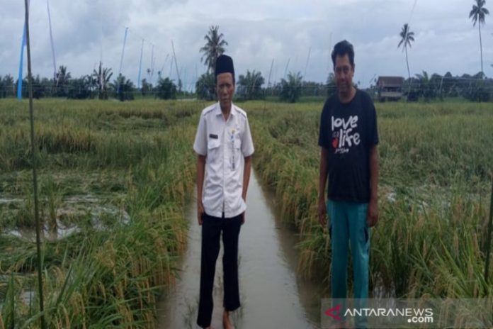 Areal persawahan di Pulau Laut Timur minim irigasi. (antara)