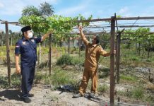Batola Kembangkan Tanaman Buah Tin, Anggur dan Kurma untuk Topang Ekonomi Kerakyatan