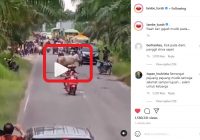 Viral Video Sapi Halangi Pemudik di Jalan, Diduga Kejadian di Sampit, Kalimantan Tengah