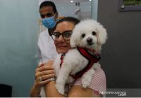 Riset: Muncul Jenis Baru Virus Corona yang Berasal dari Anjing