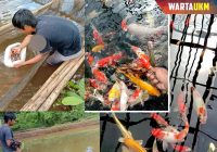 Endri Tak Sangka Hobi Ikan Koi Bawa Hoki