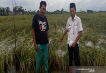 Panen Usai, Harga Beras di Kalsel Turun