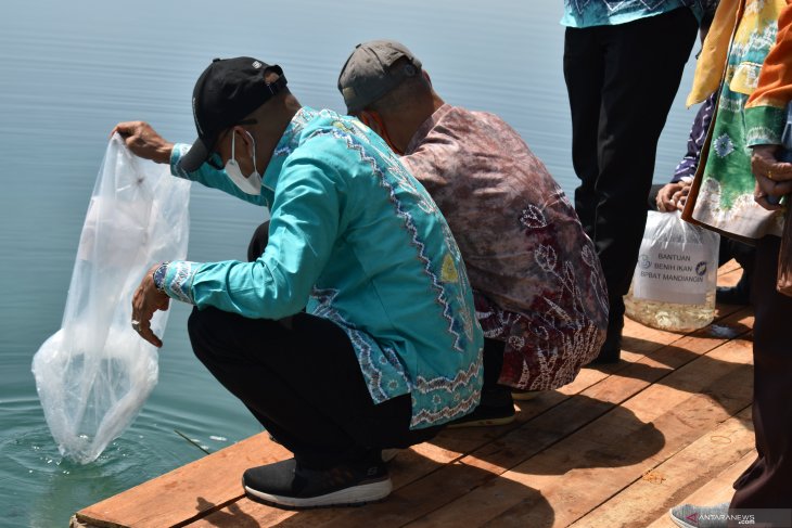 Sekretaris Daerah Kabupaten Tanah Laut H Dahnial Kifli bersama Kepala Dinas Ketahanan Pangan dan Perikanan Kabupaten Tanah Laut Rizayadi dan Koordinator Fungsional Balai Perikanan Budidaya Air Tawar Mandiangin Jamilah Hayati, menebar benih unggul papuyu (betok) dan gabus (haruan), di Embung Benua Biru Desa Benua Raya, Kecamatan Bati-Bati pada rangkaian kegiatan Manunggal Tuntung Pandang (MTP), Jum’at (4/6).Foto:Antaranews Kalsel/Diskominfo Tanah Laut.