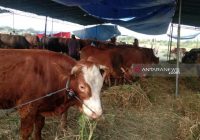 Pemerintah Siapkan Pengaturan Hewan Kurban di Tengah Wabah PMK