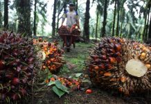 Malaysia Salip Indonesia Jadi Pemasok Terbesar Minyak Sawit ke India