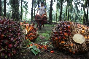 Ilustrasi - Seorang pekerja mengumpulkan buah sawit di perkebunan milik perusahaan swasta di Langkat, Sumatera Utara. ANTARA/REUTERS/Roni Bintang