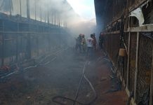 Semoga Harga Ayam Tak Terdampak, 15 Ribu Ekor Ayam Siap Panen Terbakar di Kandangnya
