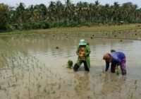 Tingkatkan Hasil Pertanian, Petani Kusan Tengah Harapkan Bantuan Pemerintah