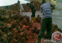 Harga TBS Sawit di Kotabaru Naik Turun, Ini Penyebabnya ﻿