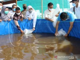 Desa Teluk Tamba Batola Ditargetkan Jadi Kampung Penghasil Haruan