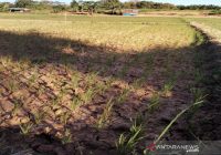 Petani Kelumpang Selatan Kotabaru Cemas Tanaman Padi Terancam Gagal Panen